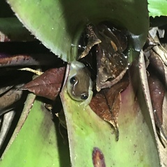 Bananeiras Heart-Tongued Frog photo 2