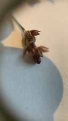 Juncus microcephalus