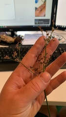 Juncus microcephalus