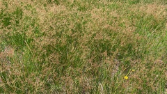 Juncus microcephalus