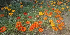 Gazania × splendens