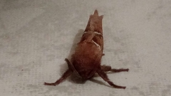 Triodia sylvina