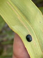Hemisphaerota cyanea