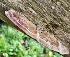 Coriolopsis gallica