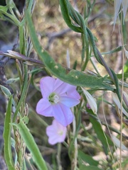Convolvulus remotus