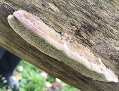 Coriolopsis gallica