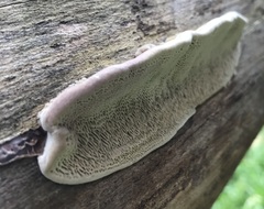 Coriolopsis gallica
