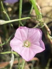 Convolvulus remotus