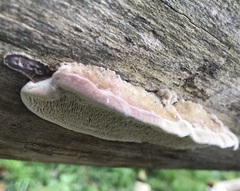 Coriolopsis gallica