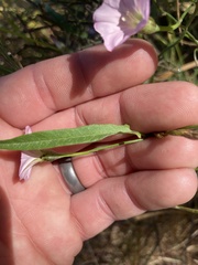 Convolvulus remotus