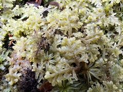 Trichocolea tomentella