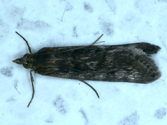 Achyra affinitalis