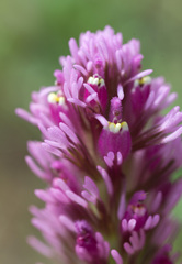Castilleja exserta exserta