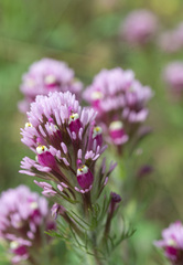 Castilleja exserta exserta