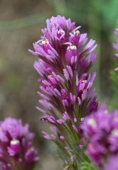 Castilleja exserta exserta