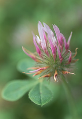 Trifolium hirtum