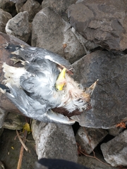 Larus californicus