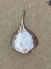 Trygonoptera testacea