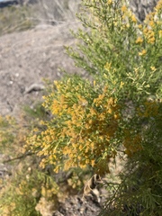 Xylothamia diffusa