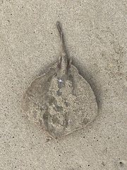 Trygonoptera testacea