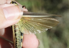 Schistocerca albolineata