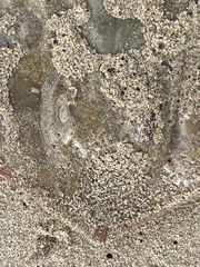 Trygonoptera testacea