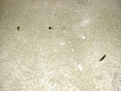 Limacus