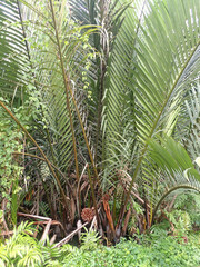 Nypa fruticans