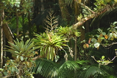 Vriesea philippocoburgi