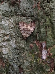 Glenopteris herbidalis