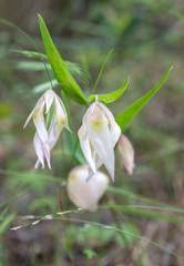 Calochortus albus