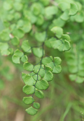Adiantum jordanii