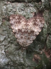 Glenopteris herbidalis