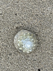 Astralium tentoriiforme