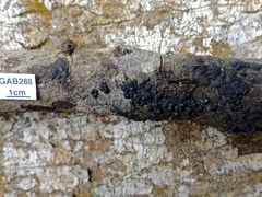Annulohypoxylon