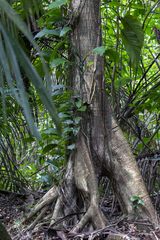 Ficus aurea