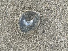 Astralium tentoriiforme
