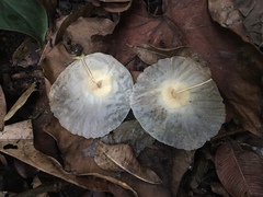 Aspidosperma spruceanum
