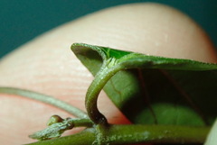 Vincetoxicum woollsii