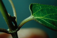 Vincetoxicum woollsii