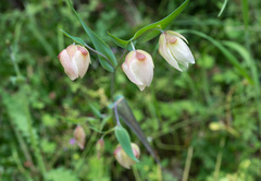 Calochortus albus