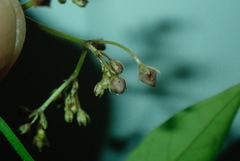 Vincetoxicum woollsii