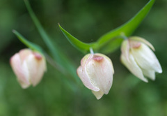 Calochortus albus