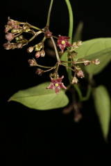 Vincetoxicum woollsii