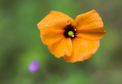 Papaver heterophyllum