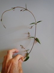 Vincetoxicum woollsii