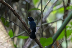 Cyanoloxia cyanoides