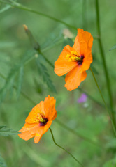 Papaver heterophyllum