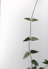 Vincetoxicum woollsii