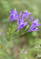 Triteleia laxa